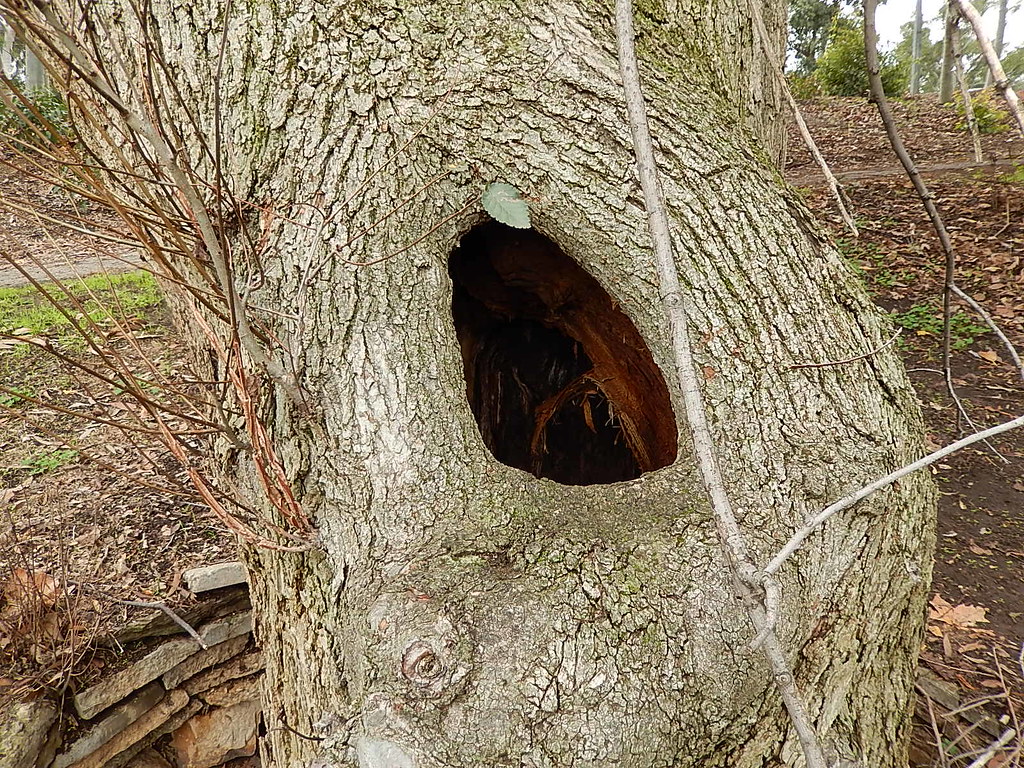 Tree Holes
